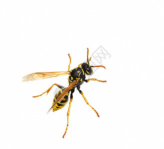 黄蜂危险胡蜂黄色荒野白色宏观条纹身体漏洞昆虫高清图片