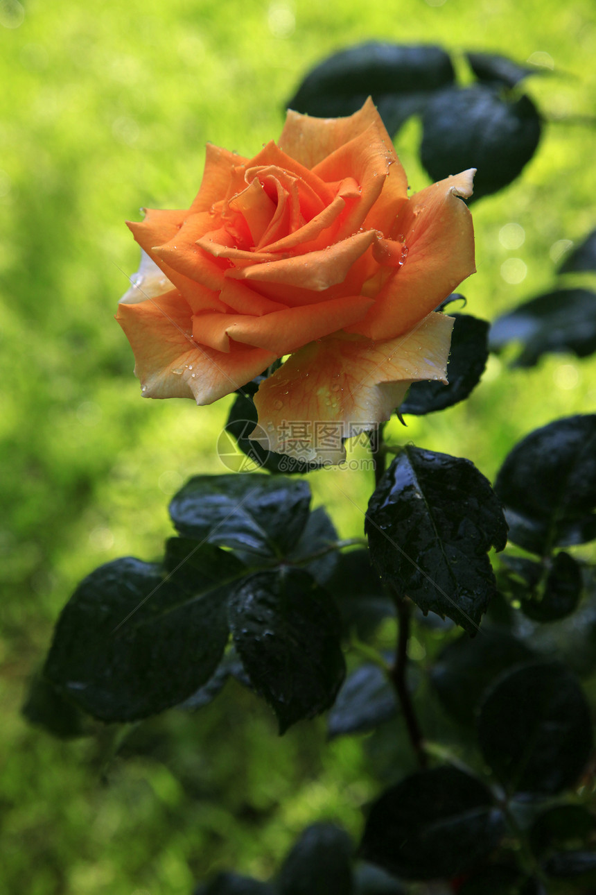 美丽的玫瑰花衬套植物花园雨滴玫瑰叶子芳香植物群花瓣宏观图片