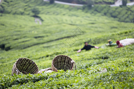 茶叶菜篮子饮料柳条农村茶点园艺草药绿色农场篮子种植背景图片