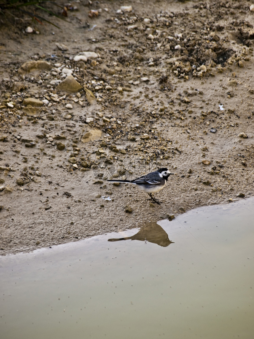 或白瓦格塔野生动物鹡鸰航班捕食者动物群飞行翅膀鸟类栖息地生态图片