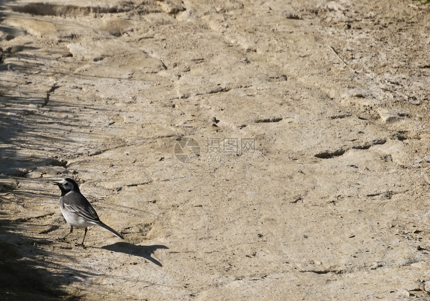 或白瓦格塔航班野生动物动物群飞行翅膀鹡鸰羽毛捕食者生态栖息地图片