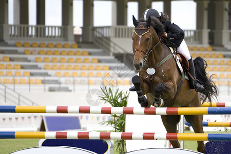 马术竞争者马匹动物骑师活动运动骑士竞赛展示娱乐高清图片