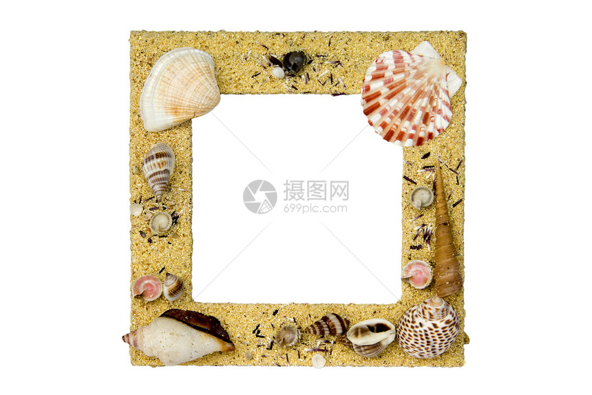 Shell 图片框架海洋甲壳礼物动物贝壳照片摄影图片