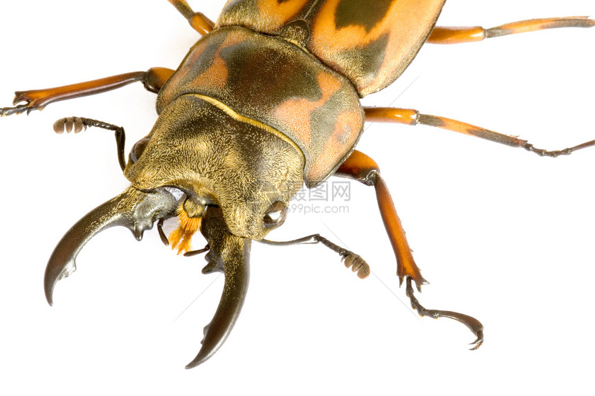 甲甲虫荒野热带动物学动物园昆虫丛林生物宏观森林翅膀图片