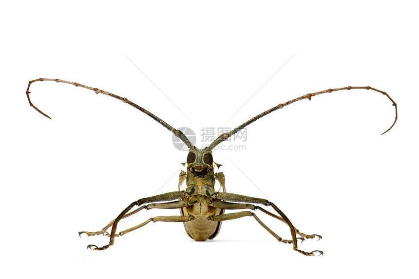 长角甲虫翅膀宏观动物学雨林热带野生动物动物园荒野昆虫昆虫学图片