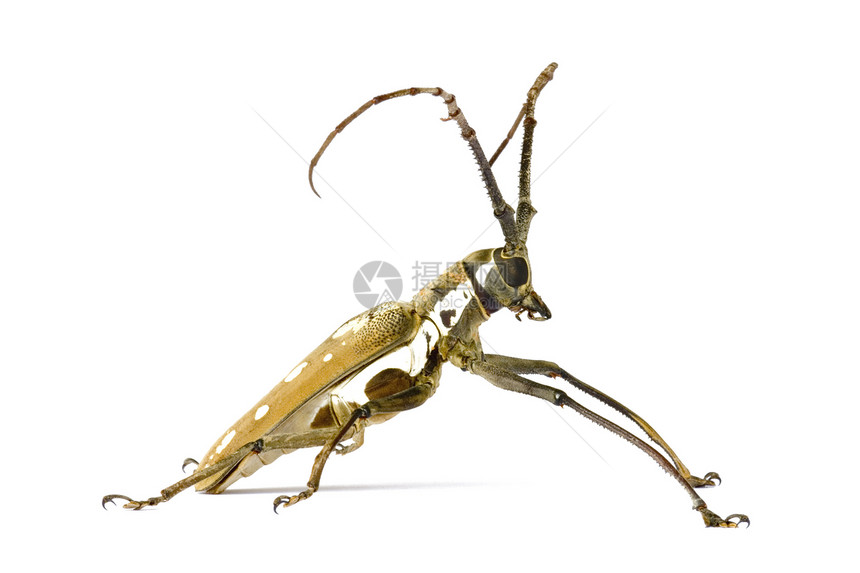 长角甲虫生物荒野漏洞雨林苍蝇动物学昆虫学树木飞行动物群图片