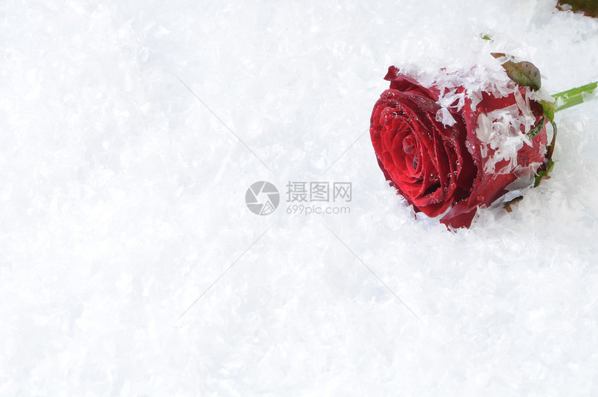 红玫瑰园艺花束宏观粉色红色礼物叶子白色花园玫瑰图片