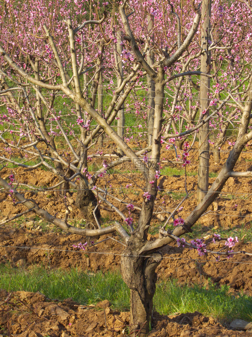 桃树粉色树木植物花朵场地农业地面分支机构图片