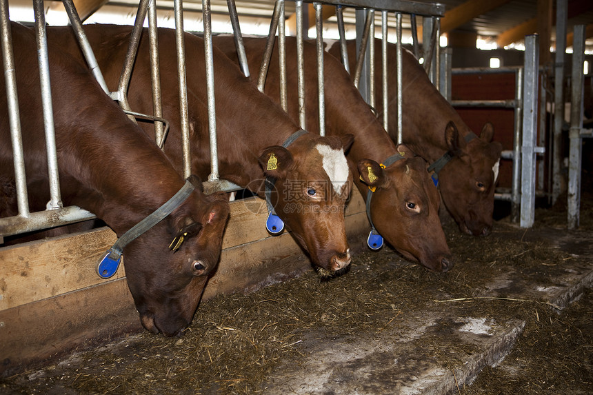 喂奶牛兽头动物家牛农场奶牛场前景奶牛家畜小群干草图片