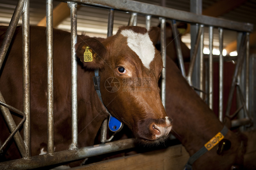 喂奶牛农场动物家畜奶牛哺乳动物奶牛场前景家牛兽头小群图片