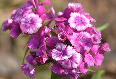 植物 粉红色花朵背景图片