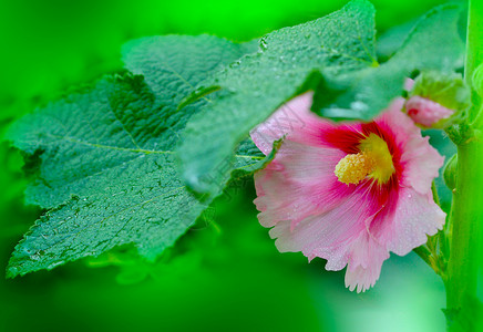 植物 花朵霍利霍克背景图片