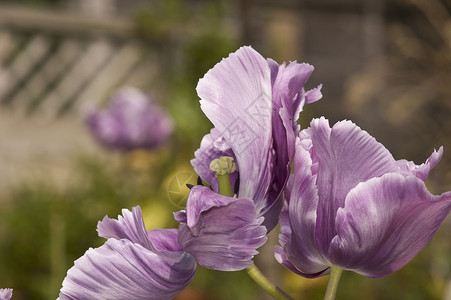 图利页花瓣紫色乡村花园背景图片