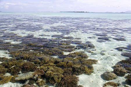 斯凯珊瑚海滩低潮珊瑚岛屿海葵海胆海景风景热带生活海滩海岸海洋背景