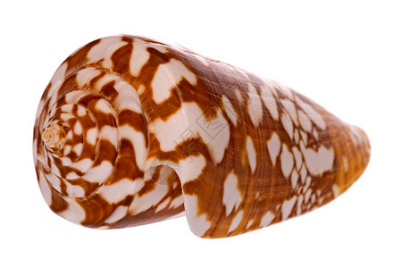 翻盖式海壳壳热带脆皮贝类异国海岸线海滩海洋生物贝壳情调宏观背景