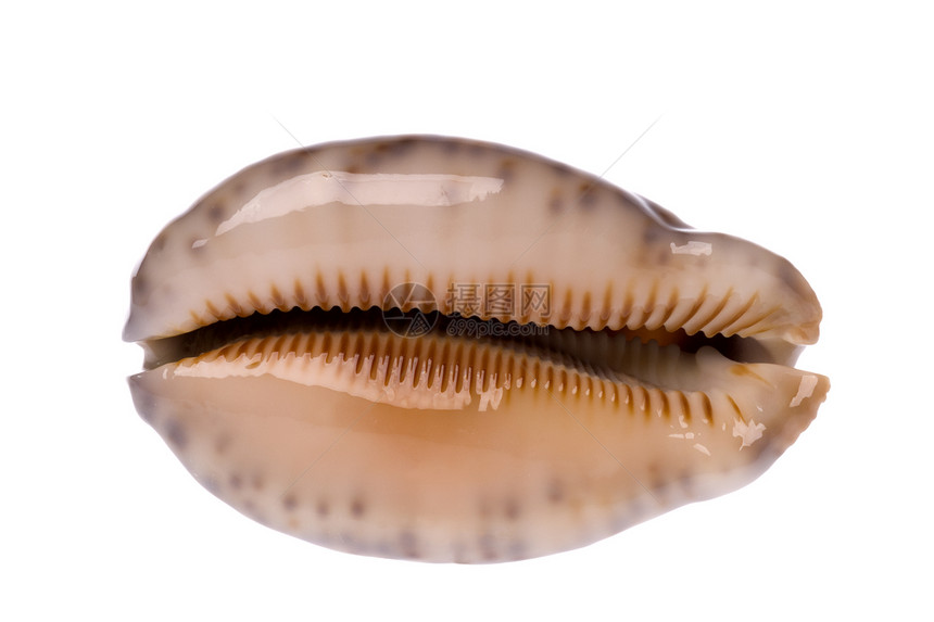 Cowrie海壳壳贝类海岸线贝壳海洋生物动物宏观脆皮蜗牛热带食物图片