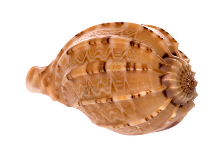 翻盖式海壳壳海滩宏观异国海岸线脆皮蜗牛贝壳海洋生物贝类情调背景