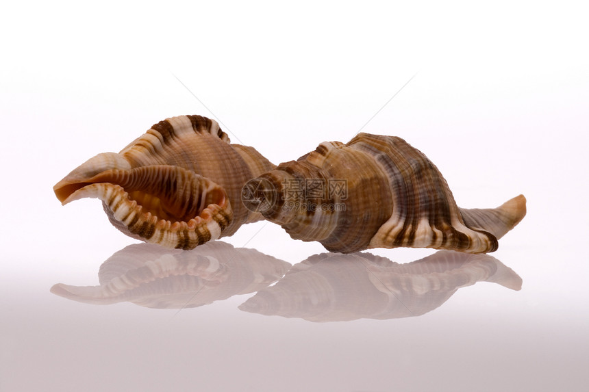 海壳壳海岸线异国蜗牛宏观动物食物热带海洋生物情调贝类图片
