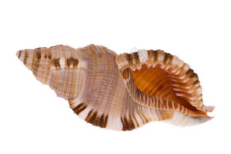 海壳壳异国食物海洋生物贝壳热带海滩情调贝类动物蜗牛高清图片