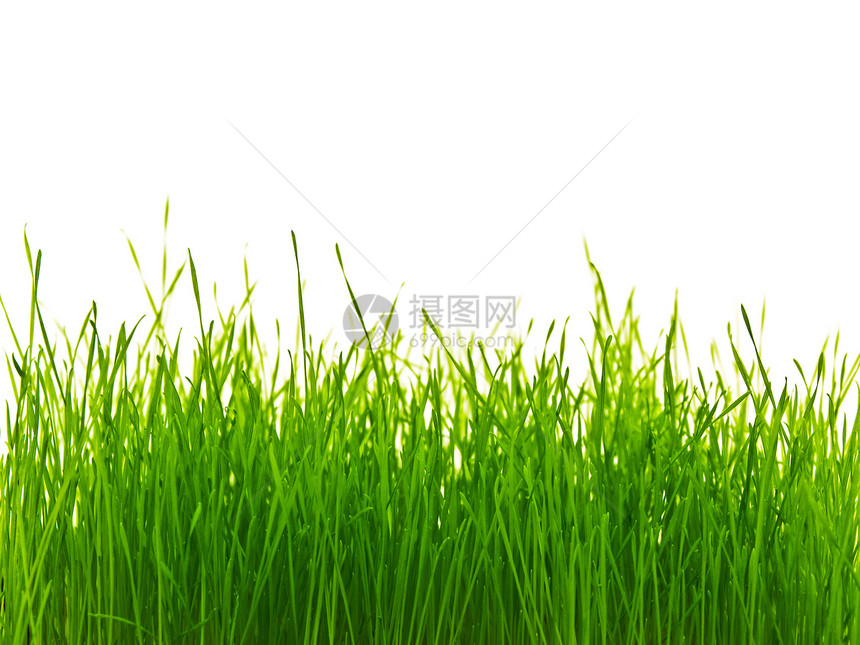 草风景场地水平草地绿色生态植物环境活力季节图片