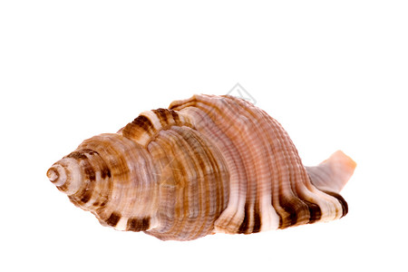 海壳壳贝壳热带蜗牛海洋生物异国动物宏观食物情调贝类高清图片