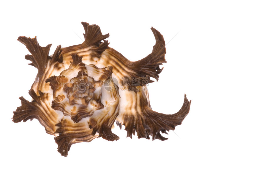 海壳壳海滩宏观异国海岸线贝类动物贝壳蜗牛情调食物图片