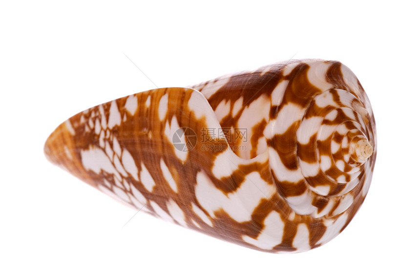 海壳壳宏观贝类食物蜗牛贝壳脆皮海洋生物动物热带异国图片
