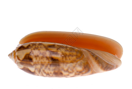翻盖式海壳壳蜗牛食物异国海滩贝壳脆皮贝类动物海洋生物海岸线背景