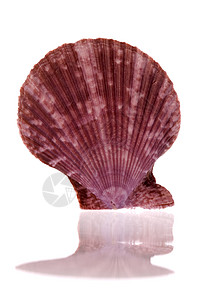 翻盖式海滨蜗牛贝壳高清图片