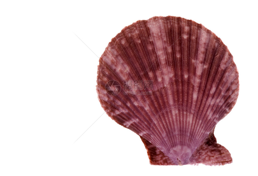 扇贝宏异国贝壳食物贝类宏观海滩海洋生物热带蜗牛脆皮图片