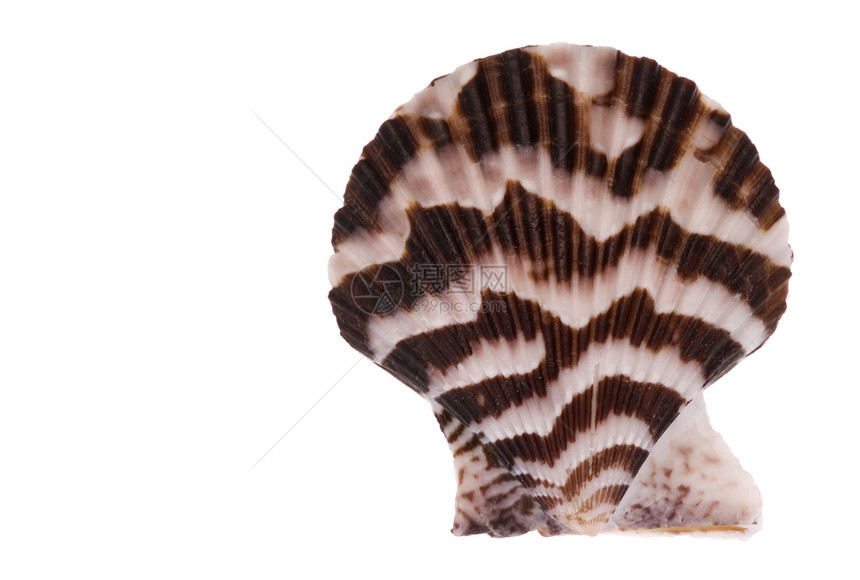 扇贝宏动物蜗牛海岸线食物异国热带脆皮海滩贝壳贝类图片