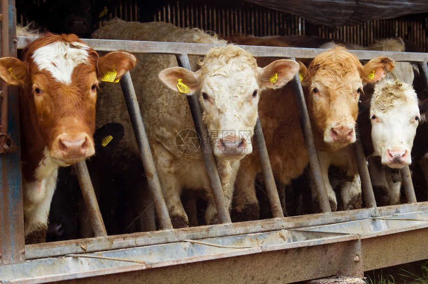 牛动物腐蚀鼻子国家牧场小牛奶牛哺乳动物母牛食物图片