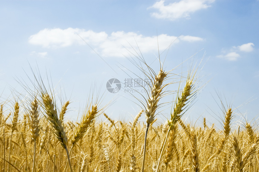 小麦加热金子植物食物面包农田蓝色培育农村收成稻草图片