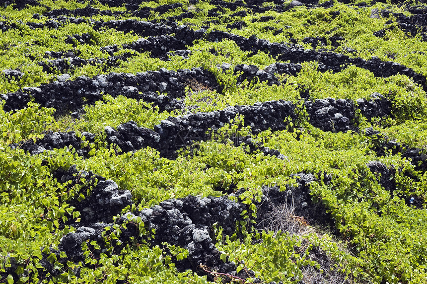 皮科岛的葡萄园国家石头绿色农场群岛风景乡村窗户火山农业图片