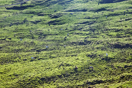 亚速尔州皮科岛牛群放牧高清图片