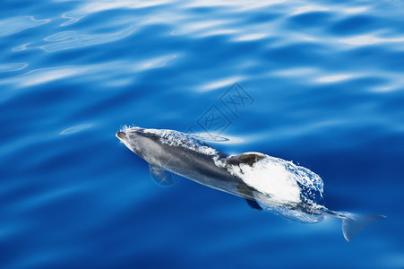 灰色海豚海豚游泳 皮科岛 亚速尔背景