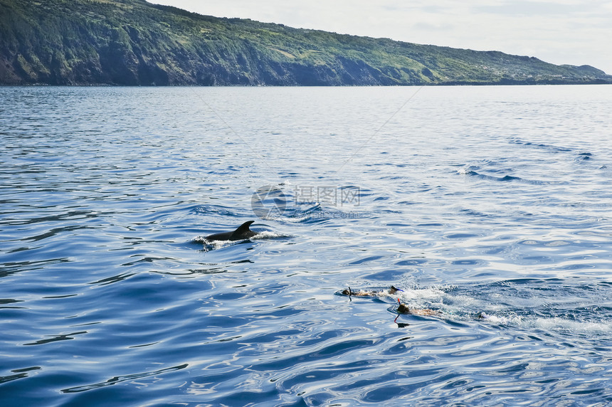 与海豚游泳 皮科岛 亚速尔图片
