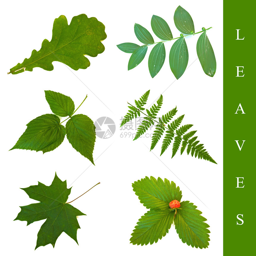 树叶套件草药成套生长植物学植物化植物工具拼贴画叶子绿色图片
