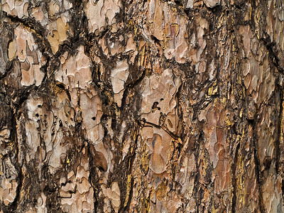 树皮背景木头木材崎岖水平树干背景图片
