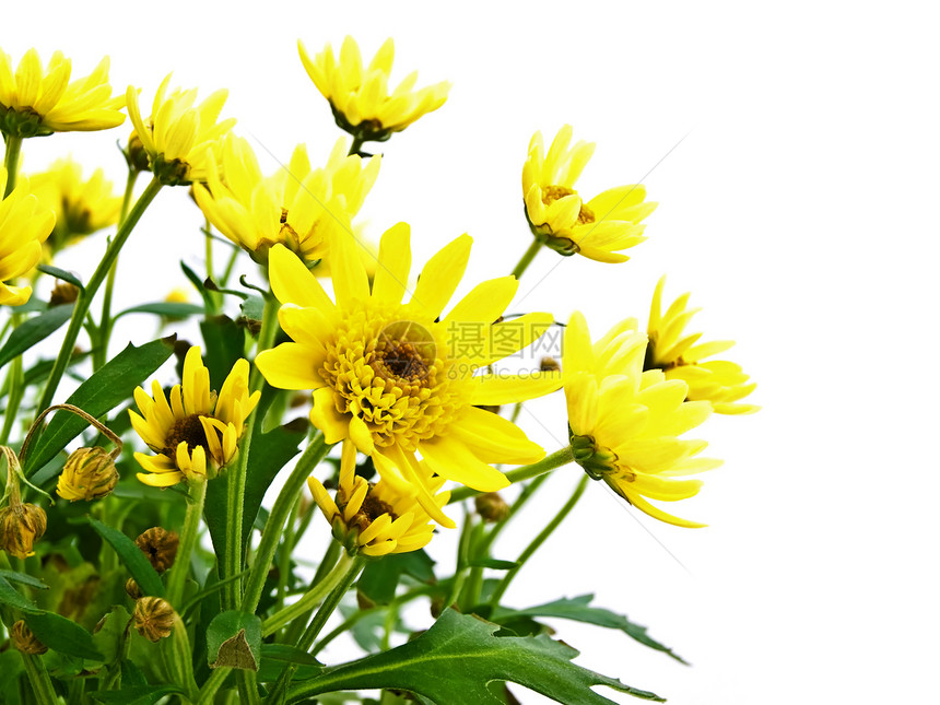 花黄色甘菊美味风格植物花束问候语植物群植物学雏菊图片