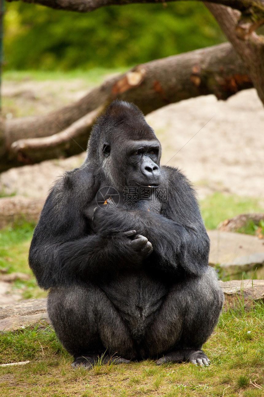 男性大猩猩猴子灵长类哺乳动物动物野生动物图片