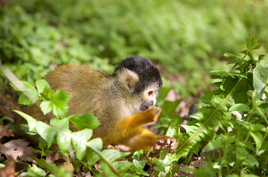 寻找食物灵长类动物野生动物猴子黄色图片