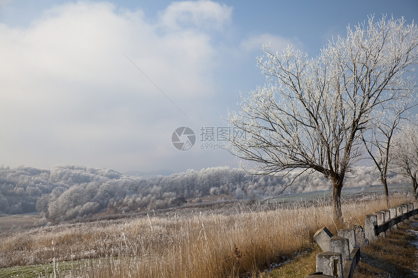 冬冬树旅行寒意天空荒野植被图片