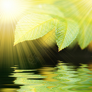 绿色生生绿叶 水反射和日光背景图片