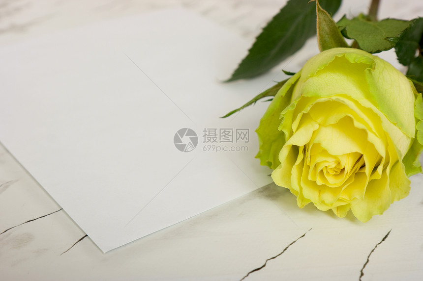 白叶纸上的玫瑰绿色花瓣框架植物床单大理石叶子白色灰色玫瑰叶图片
