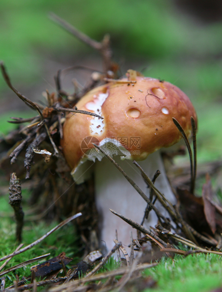 草地里的野生蘑菇枝条红帽帽子食物季节云杉苔藓宏观木头菌类图片