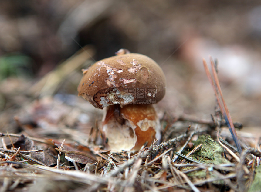 草地里的野生蘑菇苔藓森林食物菌状红帽植物生长桦木云杉荒野图片