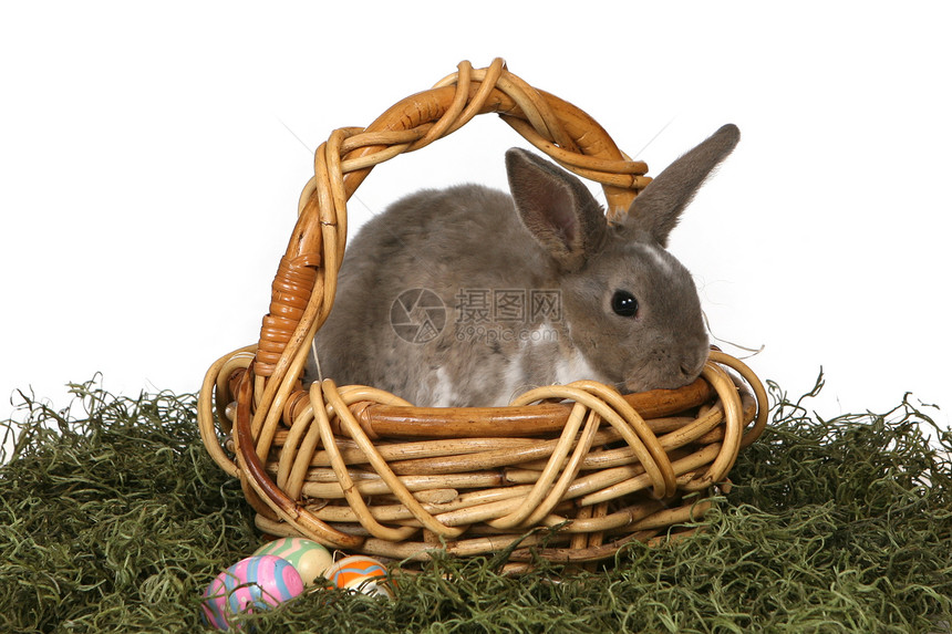 在威克篮子里的可爱灰色兔子毛皮动物白色棕色闲事宠物水平耳朵工作室图片