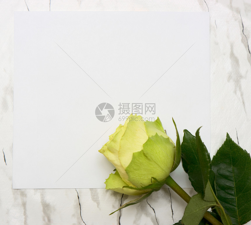白叶纸上的玫瑰玫瑰叶黄色空白大理石白色植物床单叶子花瓣灰色图片