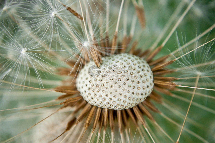 Dandelion的头图片